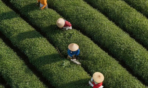 茶